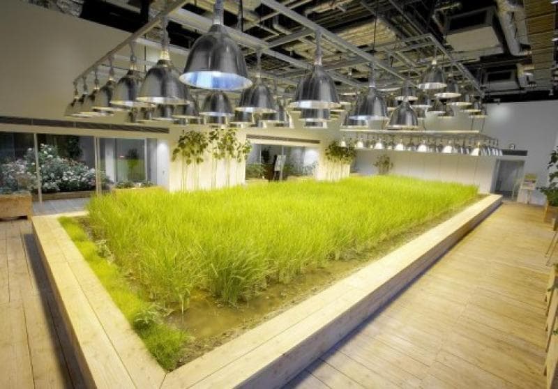 Pasona集团总部“Urban Farm”
