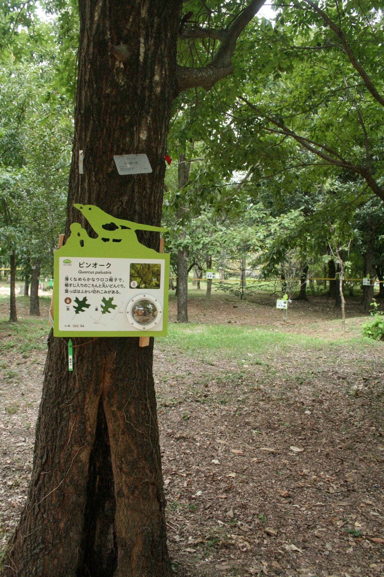京都府立植物園 どんぐりの森「Dongreen Lab(どんぐりーんらぼ)」