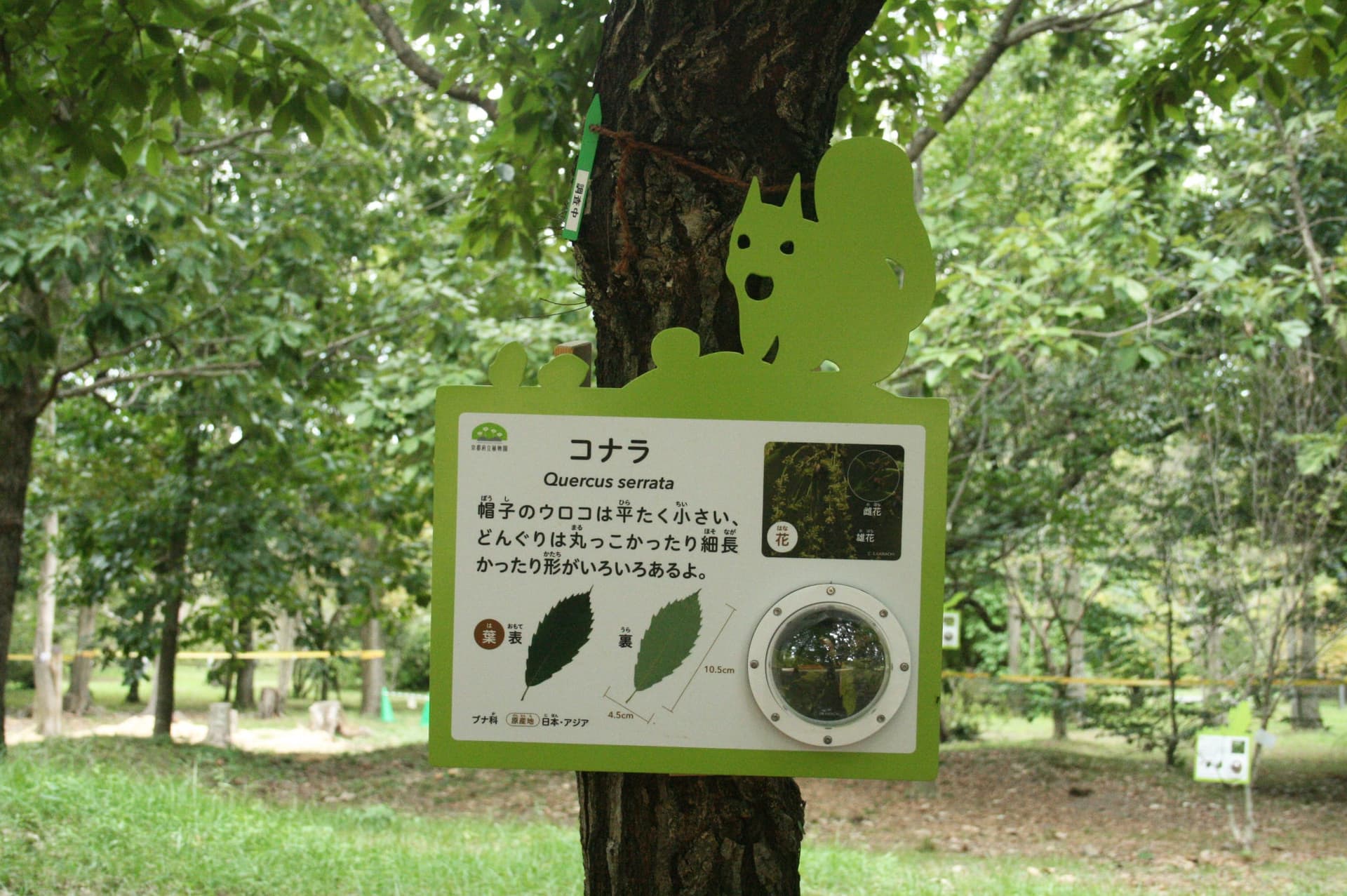 京都府立植物園 どんぐりの森「Dongreen Lab(どんぐりーんらぼ)」