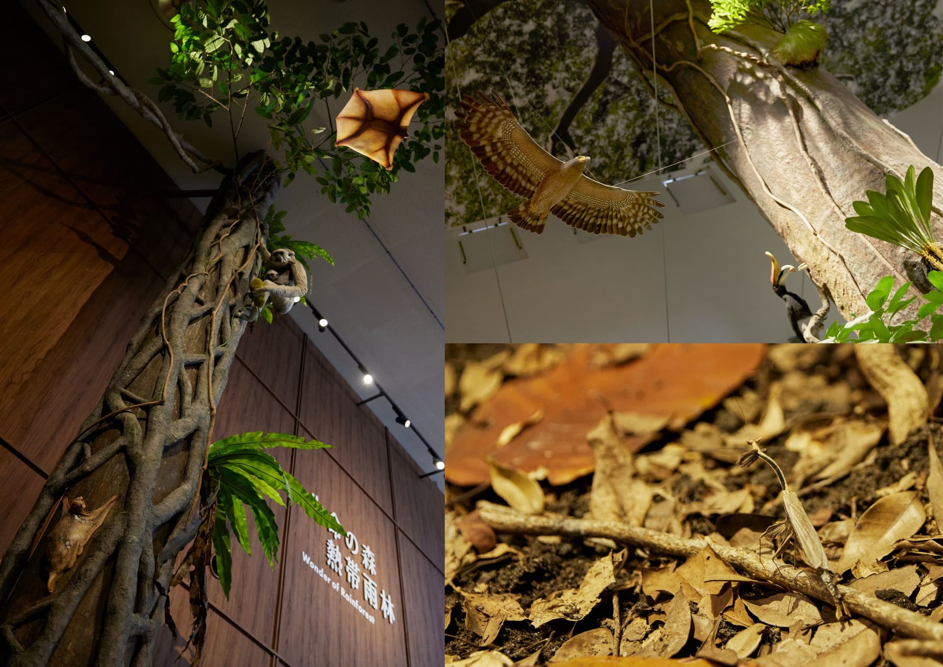 千葉市動物公園 動物科学館 -生命の森 熱帯雨林 Wonder of Rainforestー2