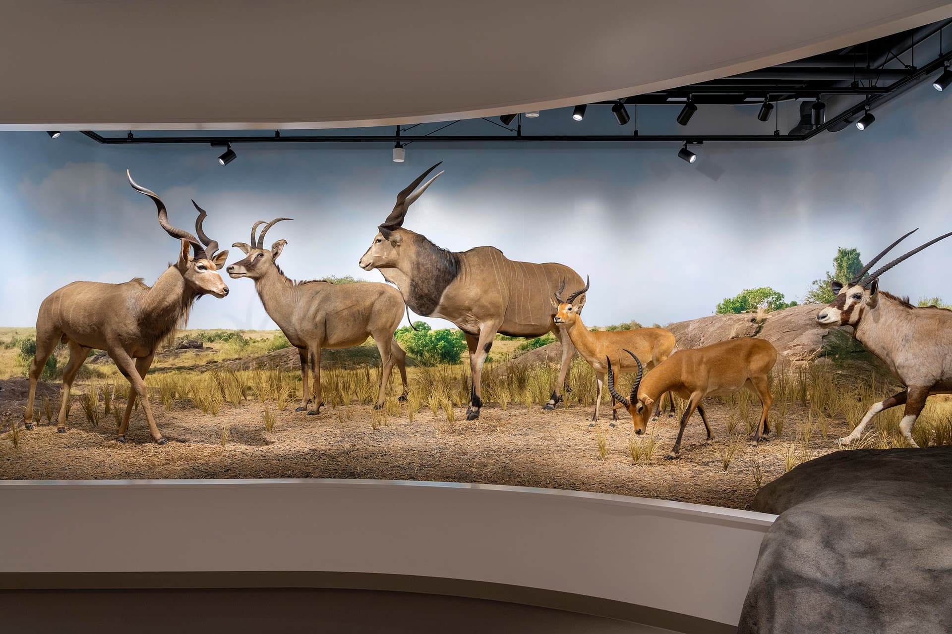 Osaka University of Arts Animal Diorama Museum Geidai Zoo3