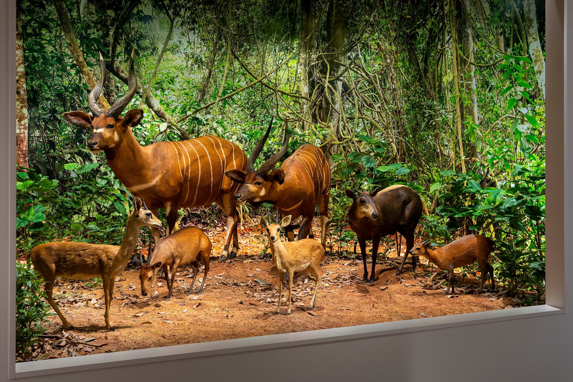Osaka University of Arts Animal Diorama Museum Geidai Zoo2