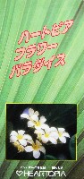 アジア太平洋博覧会 福岡89-パンフレット-28