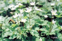 国際花と緑の博覧会-絵葉書-45