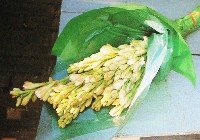 国際花と緑の博覧会-絵葉書-59