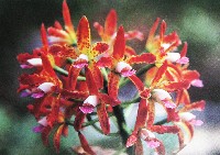 国際花と緑の博覧会-絵葉書-60