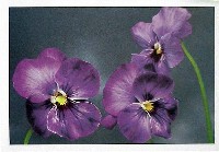国際花と緑の博覧会-記念品・一般-38