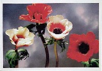 国際花と緑の博覧会-記念品・一般-39