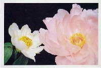 国際花と緑の博覧会-記念品・一般-40