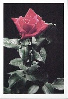 国際花と緑の博覧会-記念品・一般-41
