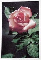 国際花と緑の博覧会-記念品・一般-42