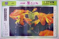 国際花と緑の博覧会-新聞-158