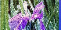 国際花と緑の博覧会-パンフレット-2