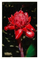 2025年日本国際博覧会（OSAKA,KANSAI EXPO 2025）-絵葉書-15