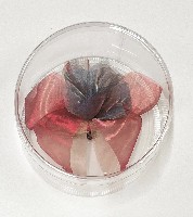 2025年日本国際博覧会（OSAKA,KANSAI EXPO 2025）-記念品･一般-331