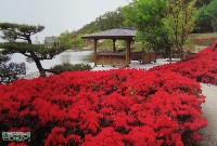 EXPO2005 日本国際博覧会(愛・地球博)-絵葉書-122