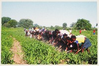 EXPO2005 日本国際博覧会(愛・地球博)-絵葉書-129