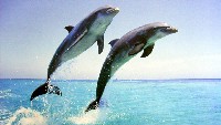 EXPO2005 日本国際博覧会(愛・地球博)-絵葉書-52