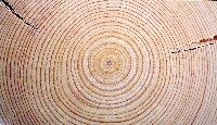 EXPO2005 日本国際博覧会(愛・地球博)-絵葉書-96