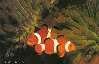沖縄国際海洋博覧会-絵葉書-69